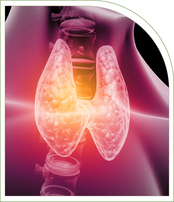 Illustration of the thyroid gland, highlighting its location in front of the trachea with a glowing effect.